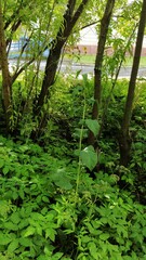Crepis sibirica