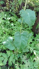 Crepis sibirica