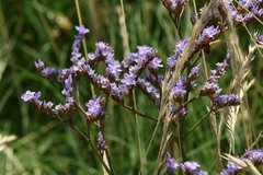 Limonium vulgare
