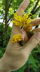 Crepis sibirica