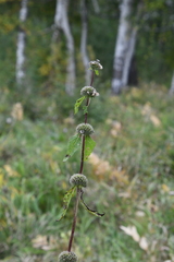 Phlomoides tuberosa