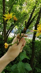 Crepis sibirica