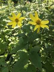 Helianthus