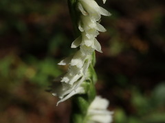 Spiranthes casei