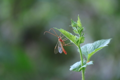 Ophion obscuratus