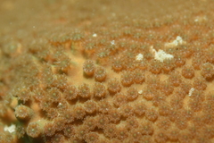 Scleractinia