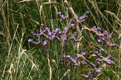 Limonium vulgare