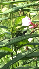 Pelecinus polyturator