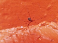 Physocyclus globosus