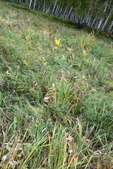 Hemerocallis minor