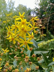 Senecio sarracenicus