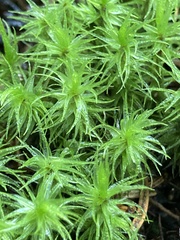 Dicranum polysetum