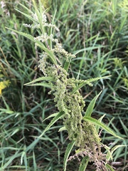 Urtica gracilis