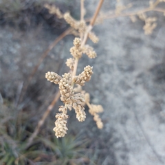 Hechtia glomerata