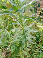 Senecio sarracenicus