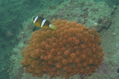 Entacmaea quadricolor