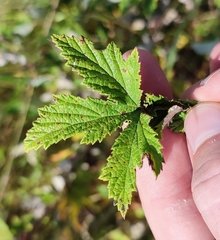 Filipendula stepposa