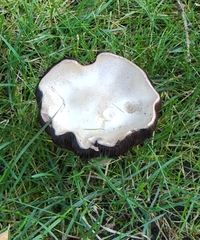 Agaricus arvensis