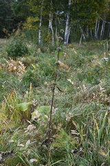Phlomoides tuberosa