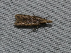 Dichomeris ochthophora