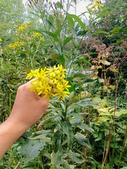 Senecio sarracenicus
