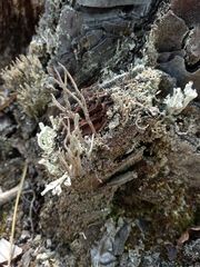 Cladonia glauca
