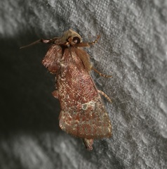 Elusa antennata