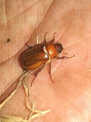 Amphimallon majale