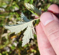 Filipendula stepposa