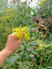 Senecio sarracenicus