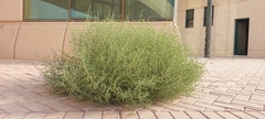 Caroxylon imbricatum