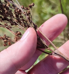 Filipendula stepposa