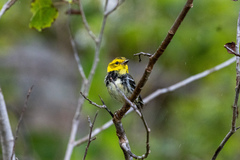 Setophaga virens