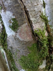 Arthonia cinnabarina