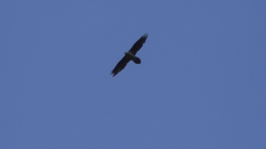 Gypaetus barbatus barbatus