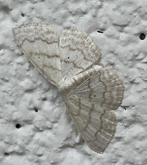 Scopula limboundata
