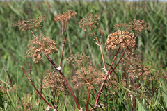 Angelica archangelica
