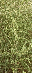 Caroxylon imbricatum
