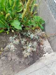 Gnaphalium uliginosum