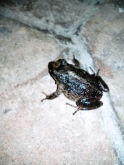 Pristimantis unistrigatus