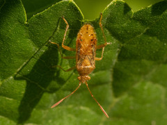 Rhopalus maculatus