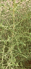 Caroxylon imbricatum