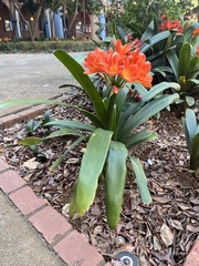 Clivia