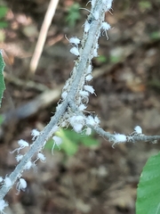 Grylloprociphilus imbricator