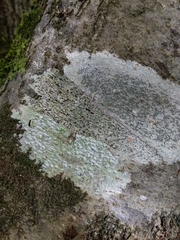 Pertusaria leioplaca