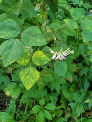 Amphicarpaea bracteata