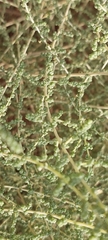 Caroxylon imbricatum