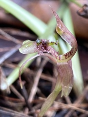 Chiloglottis