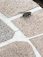 Microphthalma disjuncta