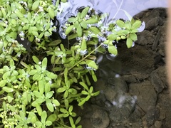 Callitriche